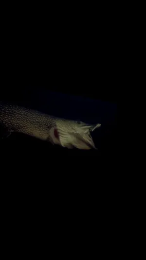 Pike Deep Lake Wallpaper