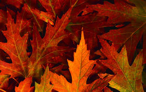 Pile Of Leaves Fall Desktop Wallpaper
