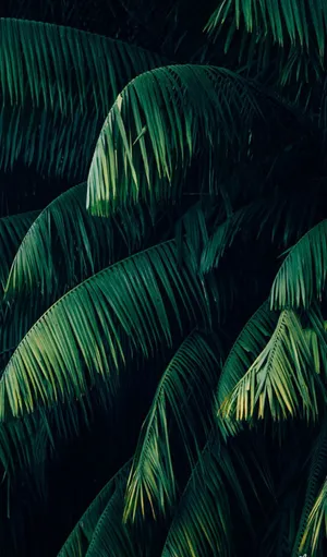 Pine Leaves Plant Aesthetic Phone Wallpaper