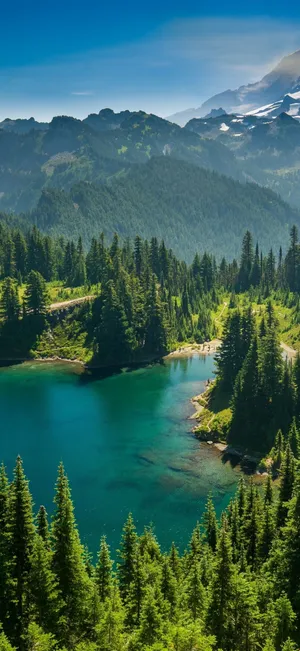 Pine Trees Nature 4k Iphone Wallpaper