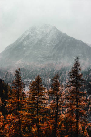Pines And Mountain Fall Wallpaper