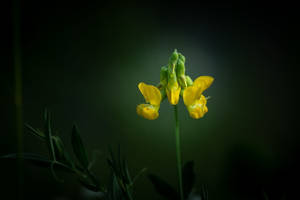 Pinhole Effect On Fenugreek Flower Wallpaper