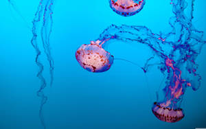 Pink Aesthetic Jellyfish Wallpaper