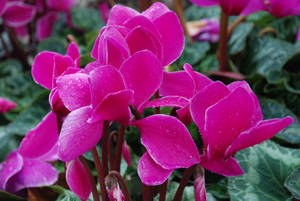 Pink Alpine Cyclamen Wallpaper