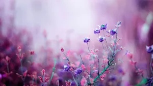 Pink And Purple Flower Wallpaper