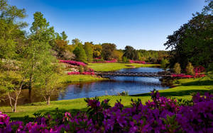 Pink And Purple Flowers In River View Wallpaper