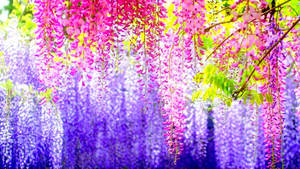 Pink And Purple Wisteria Beautiful Flower Wallpaper