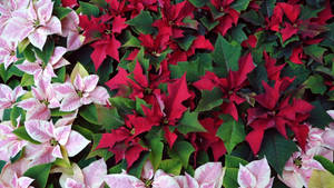 Pink And Red Poinsettias Wallpaper