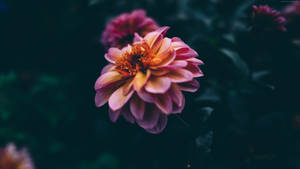 Pink And Yellow Dahlias Dark Hd Flowers Wallpaper