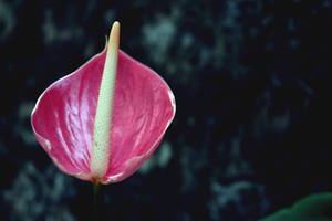 Pink Anthurium Flower Wallpaper