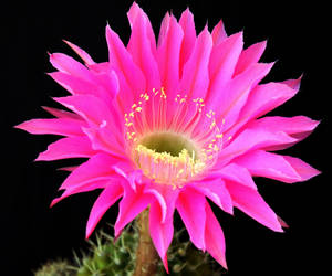 Pink Blossomed Cactus Flower Wallpaper