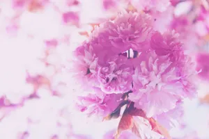 Pink Bouquet Of Flowers Wallpaper