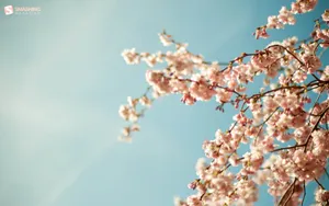 Pink Cherry Blossom In April Wallpaper