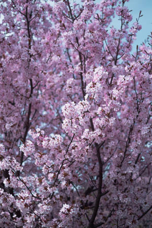 Pink Cherry Blossom Iphone 11 Pro 4k Wallpaper