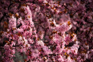 Pink Cherry Blossom Spring Wallpaper