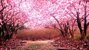 Pink Cherry Blossom Trees Wallpaper