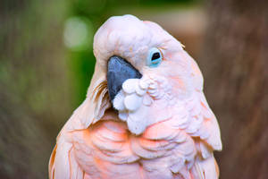 Pink Cockatoo Beautiful Birds Wallpaper