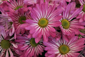 Pink Color Chrysanthemum Wallpaper