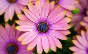 Pink Colorful Daisies Wallpaper