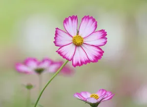 Pink Cosmos Flowers With Yellow Centers Wallpaper
