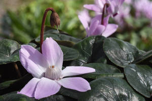 Pink Cyclamen Libanoticum Wallpaper