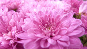 Pink Dahlia Flowers Wallpaper