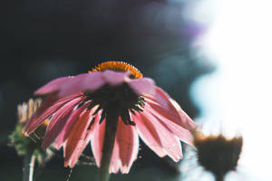 Pink Daisy Flower Wallpaper