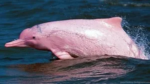PINK DOLPHIN WATCHING - Issuu