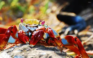 Pink-eyed Red Crab Wallpaper