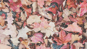 Pink Fall Leaves Wallpaper