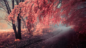 Pink Fall Trees Wallpaper
