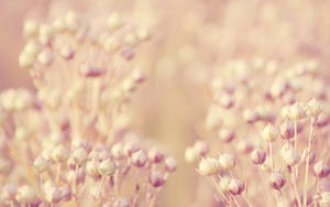 Pink Floral Buds Wallpaper