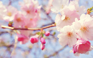 Pink Flower In Tree Branch Wallpaper