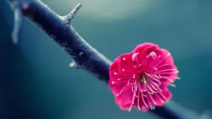 Pink Flower Macro Photography Wallpaper