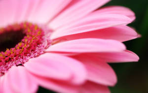 Pink Flower Petal Close-up Wallpaper