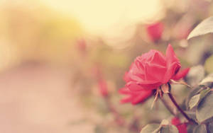 Pink Flower Rose Wallpaper