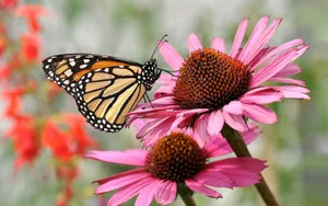 Pink Flower With Butterfly Wallpaper