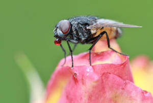 Pink Flowers Fly Wallpaper