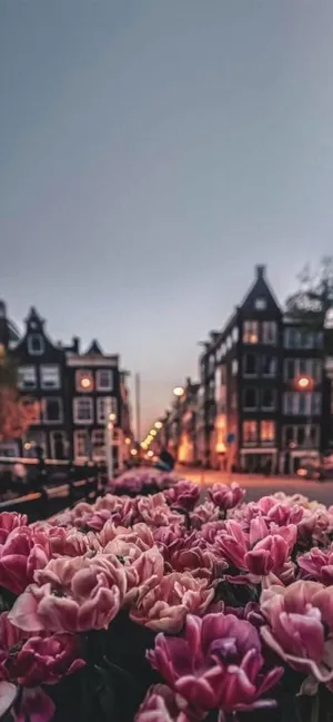 Pink Flowers In The Middle Of A City Wallpaper