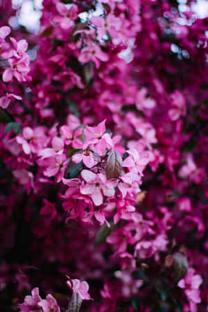 Pink Flowers On A Tree Wallpaper