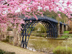 Pink Flowers Tree With River View Wallpaper