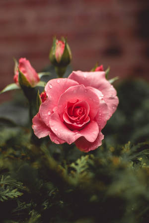 Pink Garden Rose Flowers Wallpaper