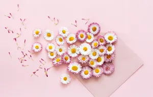 Pink Gerbera Daisy Mail Wallpaper