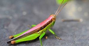 Pink Green Grasshopper Wallpaper