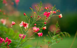 Pink Gulmohar Flowers Laptop Wallpaper