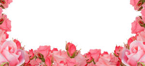 Pink Happy Birthday Flowers Frame Wallpaper