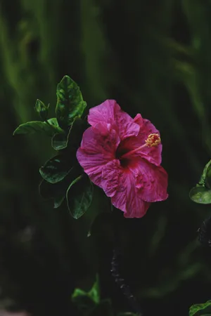 Pink Hibiscus Flower Android Wallpaper