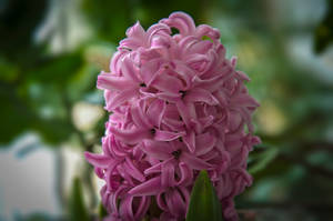 Pink Hyacinth Flower Cluster Wallpaper