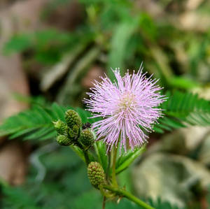 Pink Mimosa In The Wild Wallpaper