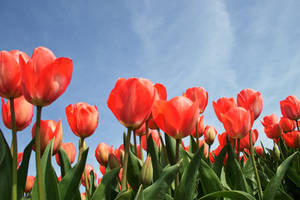 Pink Orange Tulips Wallpaper